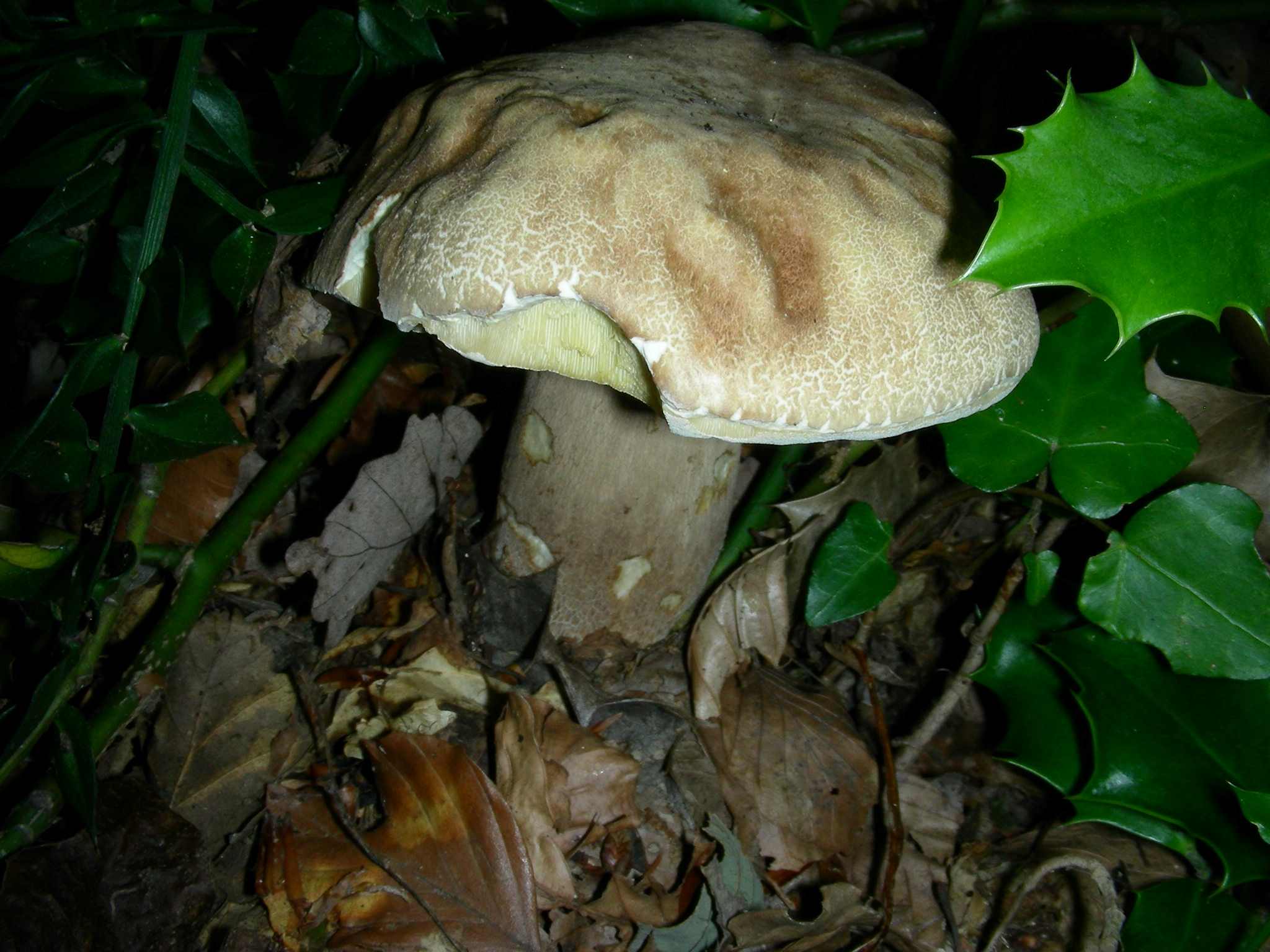 2038 Giugno vecchio ritrovamento